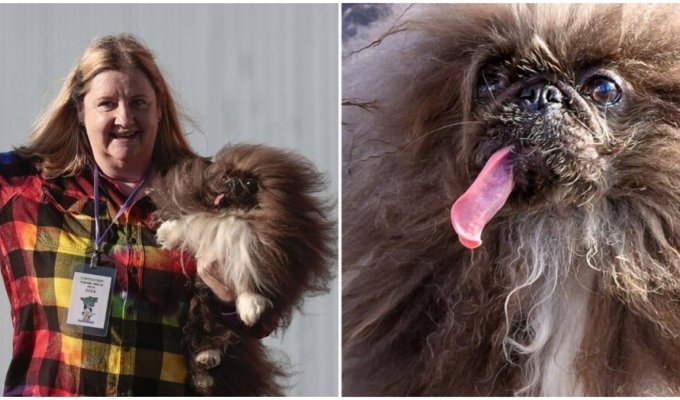 The ugliest dog of 2024 was chosen in the USA (7 photos + 1 video)