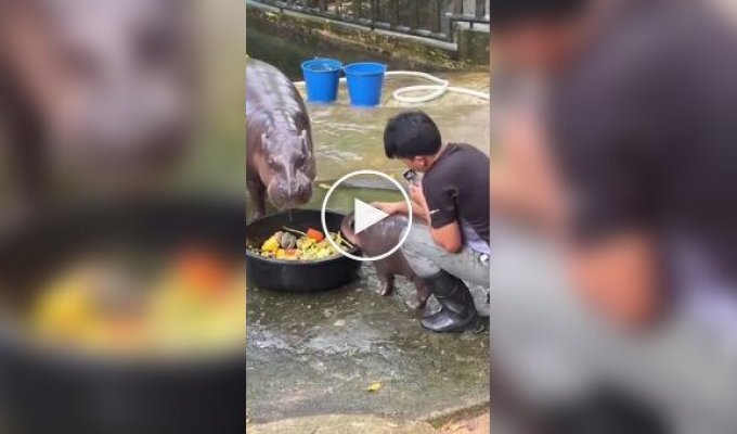 Сотрудник зоопарка познал ярость детеныша бегемота