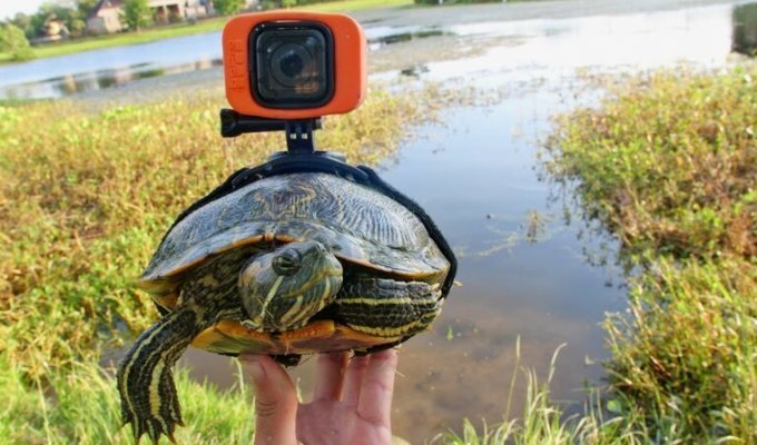 Парень прикрепил GoPro к черепахе и получил невероятные кадры (2 фото + 1 видео)