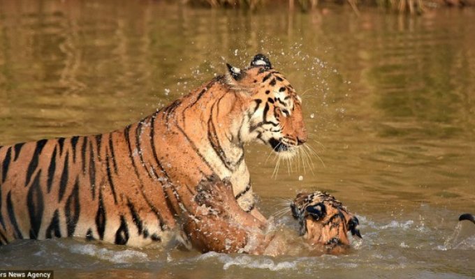 «И за ушами помой!» Как тигрица купала своего малыша в реке (10 фото)