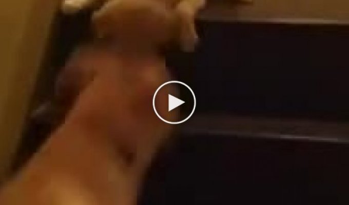 Собака учит щенка как спускаться по лесенке