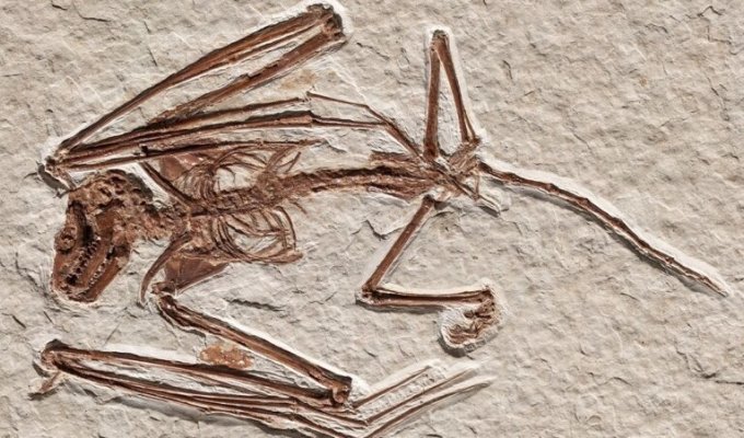 Палеонтологи нашли самые древние скелеты летучих мышей (2 фото)