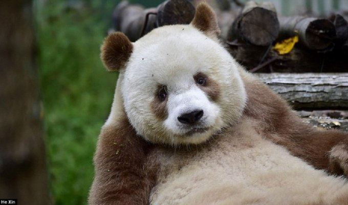 Единственная в мире коричневая панда живет в Шаньси (14 фото)