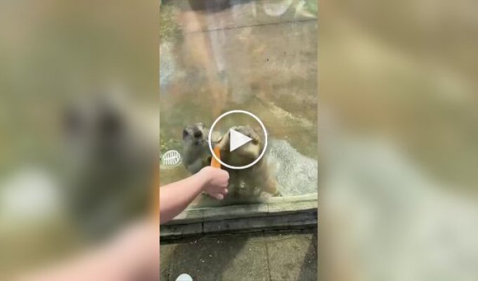 В зоопарке два сурка устроили нешуточную драку, не поделив морковку
