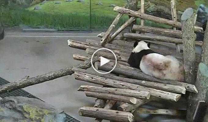 Белка и панда