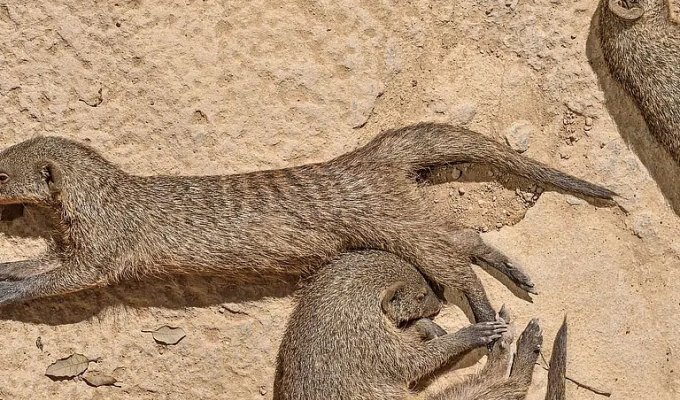 A flock of mongooses saved a relative from a fighting eagle (11 photos)