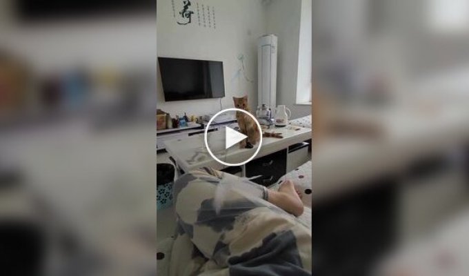 Кот играет с хозяйкой