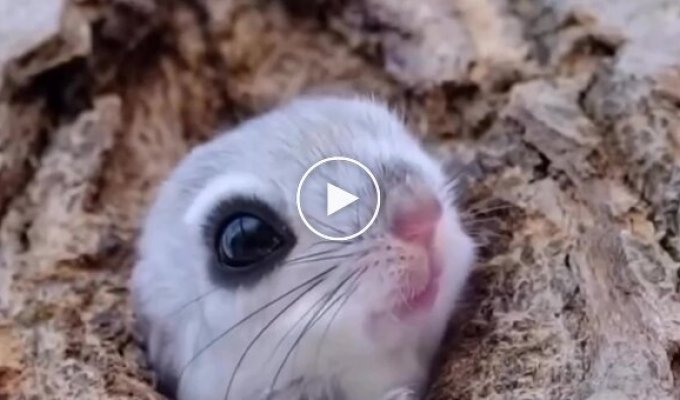 A Japanese photographer caught the cutest creature on the planet in a frame