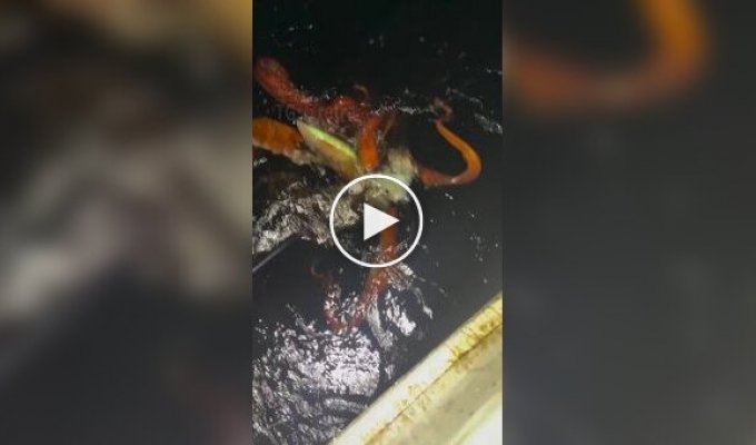 Біля берегів Японії помітили рідкісного кальмара