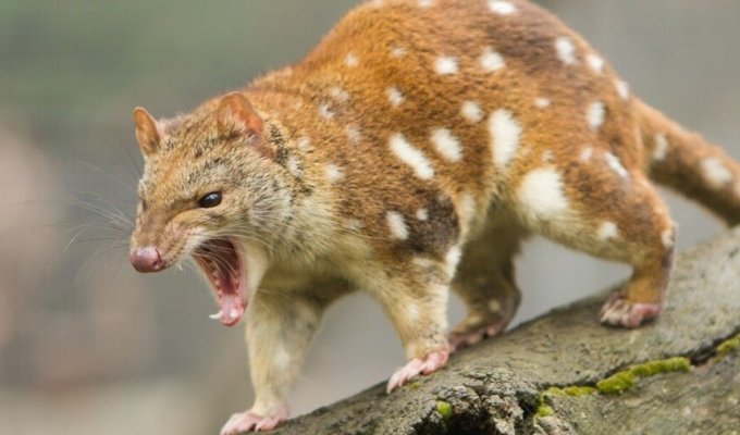 A tiger quoll, which was considered extinct for 130 years, was caught in Australia (2 photos)