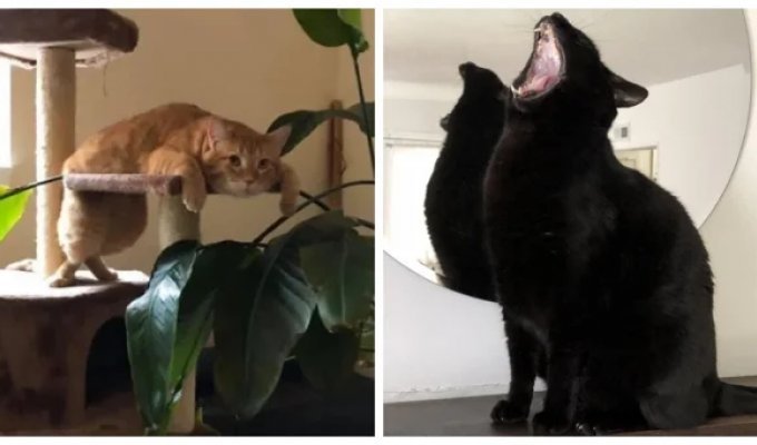 20 зависших котеек, которые нуждаются в перезагрузке (21 фото)
