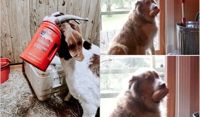 14 animals who decided to steal a treat and found themselves in a difficult situation (15 photos)