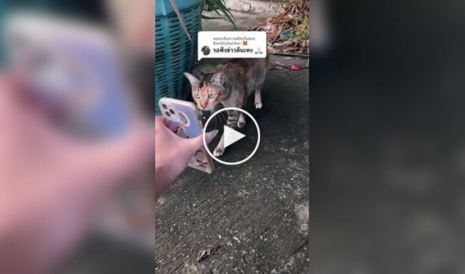 Женщина считает, что уличные кошки помогли ей найти пропавшего питомца