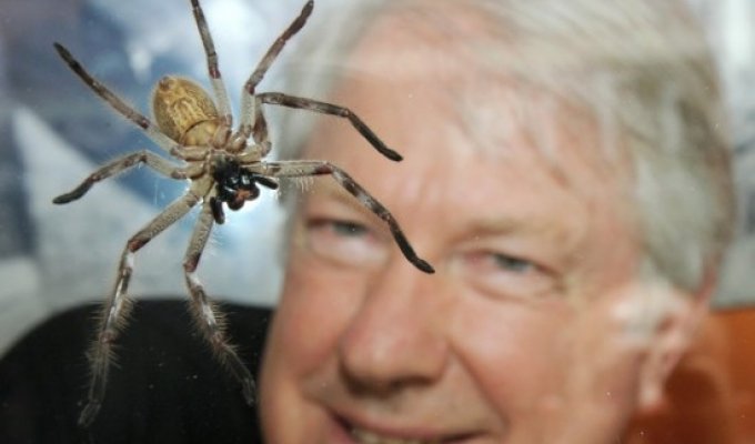 Австралийский “Человек-Паук” проведет три недели с ядовитыми пауками (4 фото)