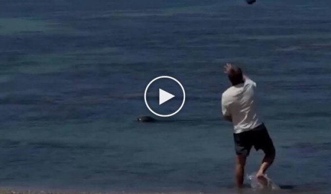A man faces a year in prison for throwing stones at a rare seal in Hawaii