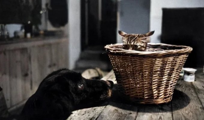 Подборка смешных и забавных фотографий с котами, которые поднимут настроение (21 фото)