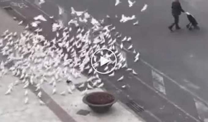 Оголодавшие голуби в Испании атакуют идущих из продуктовых магазинов