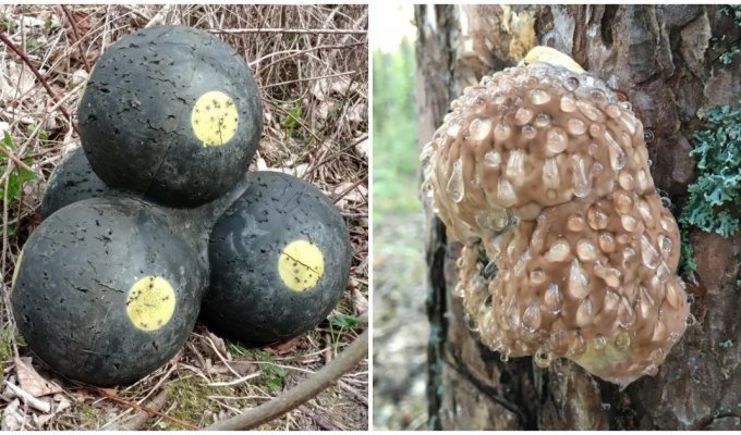 14 Weird Finds People Discovered in the Forest By Accident (15 Photos)