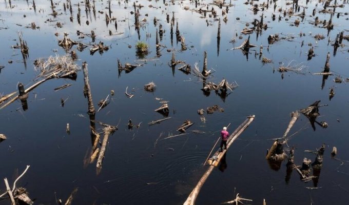 Печальная действительность: 12 фотографий Нигерии, показывающих исчезающие леса (13 фото)