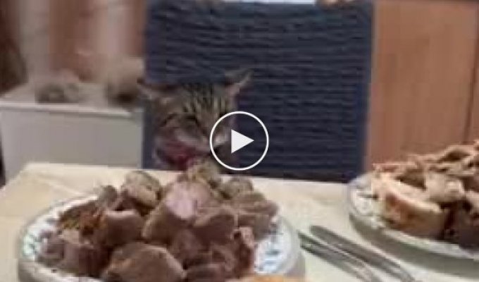 Forbidden food and a well-mannered cat