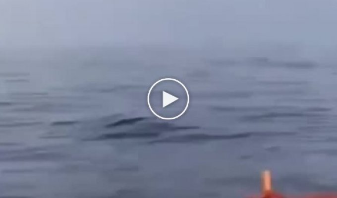 Страшно, неожиданно и очень красиво: встреча с китом