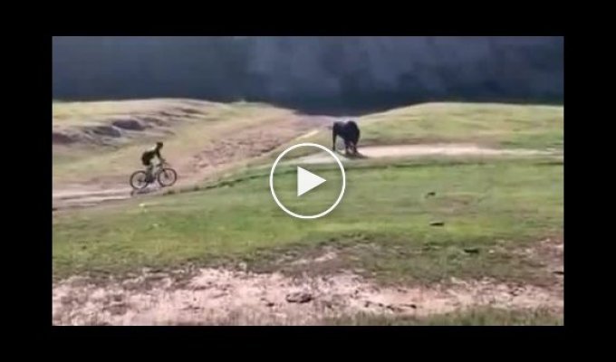 Велосипедист чудом спасся от разъярённого быка в США