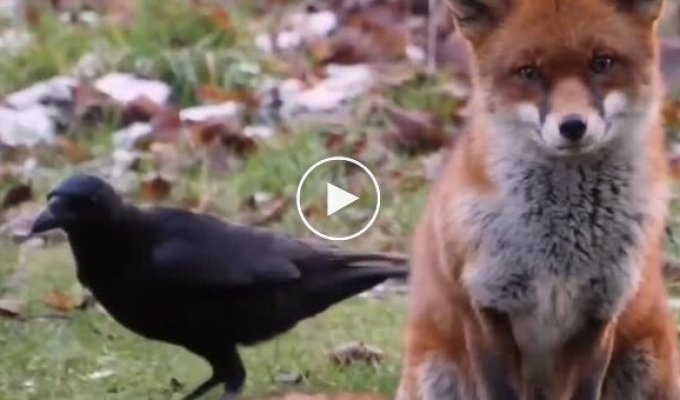 Prevents the fox from being photographed on camera