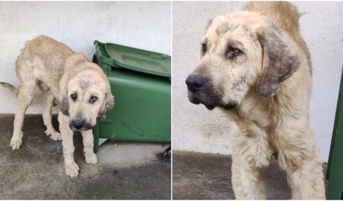Incredible transformation of an abandoned dog (10 photos + 1 video)