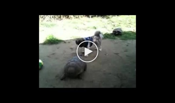 Черепаха против собаки