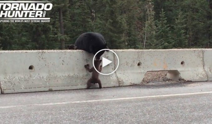 Мама-медведица забирает медвежонка с проезжей части
