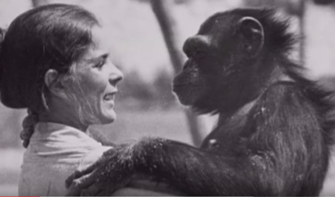 Шимпанзе не забыла, что сделала эта женщина. Спустя 18 лет они наконец встретились (12 фото + 1 видео)