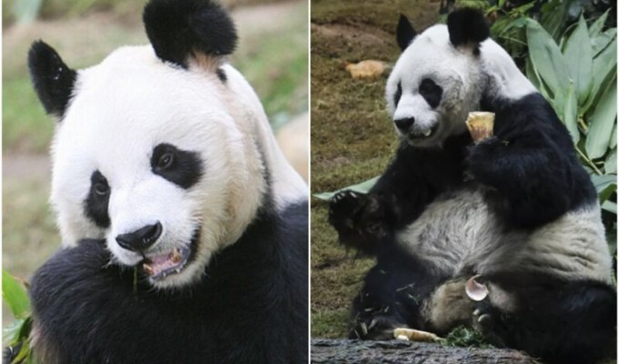 В Гонконге скончалась старейшая панда в мире (6 фото)