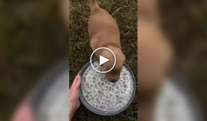 A puppy's funny reaction to a bowl of food