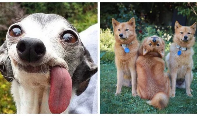 25  умилительных сцен из  жизни пёселей, демонстрирующих их  мастерство импровизации (26 фото)