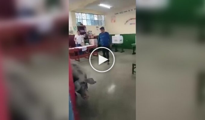 A pig broke into a polling station.