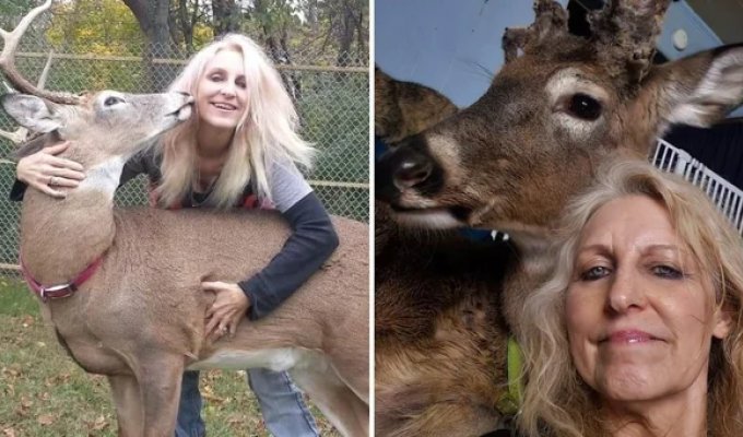 Олень убил спасшую его бабушку (7 фото)