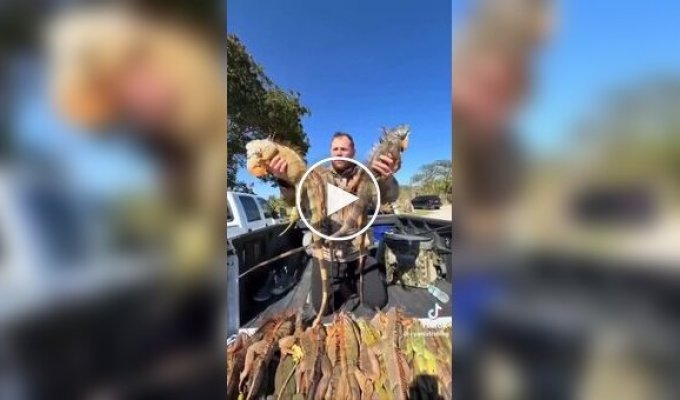 Тысячи игуан впали в анабиоз из-за аномальных холодов в США