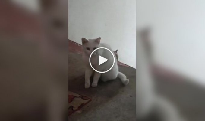 A stray cat introduced a kitten to a man who She was fed