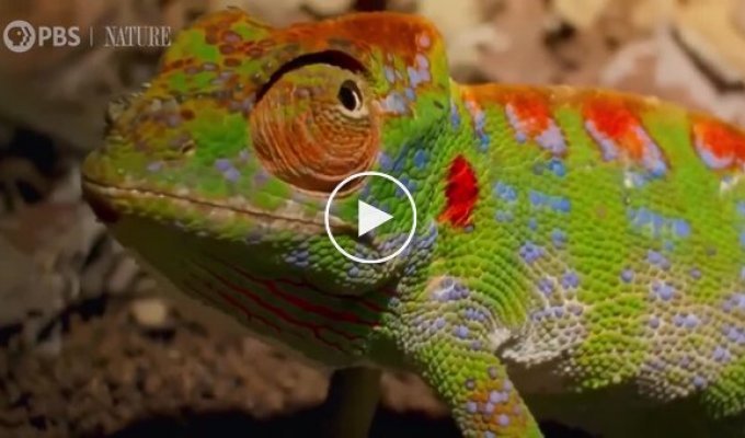 Довольно жуткое видео про умирающего хамелеона