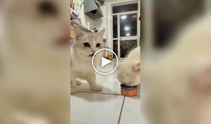 Your turn: cats eat from the same can