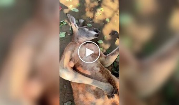 Китаянка намагалася розбудити сплячого кенгуру