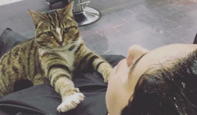 Австралийский котейка работает в парикмахерской не покладая лап (14 фото)