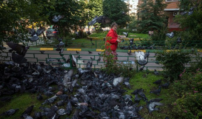 Голуби в одном из дворов Москвы (12 фото)