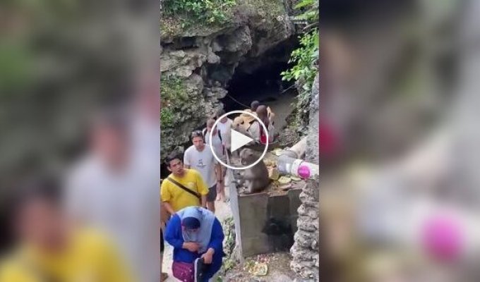 Обезьяна стащила очки у женщины