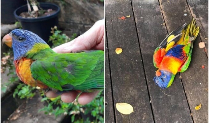 Thousands of parrots in Australia fall without moving (6 photos + 1 video)