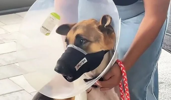 Огромный аллигатор утащил пса в пруд, но он чудом выжил (3 фото + 1 видео)