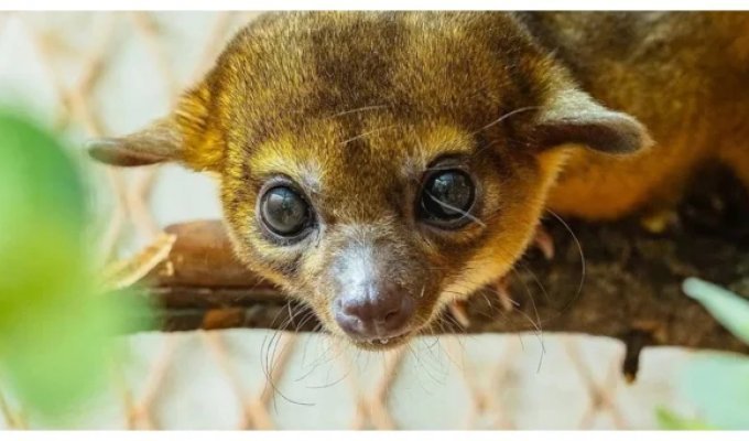 Маленький любитель сладкого из Южной Америки (1 фото + 3 видео)