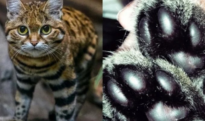 Черноногая кошка: малютка-терминатор уносит по 15 жизней за ночь (12 фото)