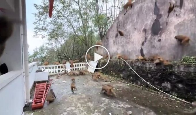 Обезьянопад в Китае