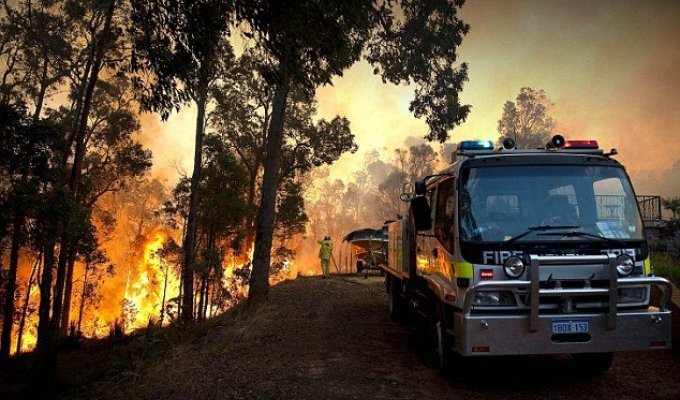 В Австралии не могут потушить лесные пожары